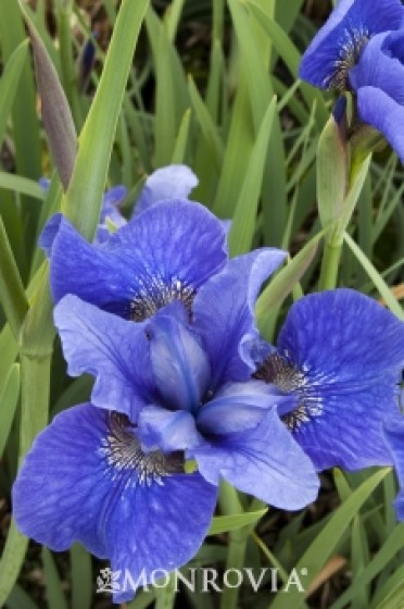 Iris Siberian 'Bennerup Blue'