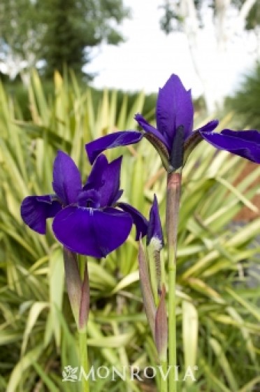 Iris Siberian 'Caesar's Brother'