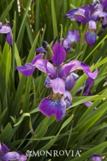 Iris Siberian 'Chilled Wine'