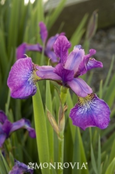 Iris Siberian 'Eric the Red'