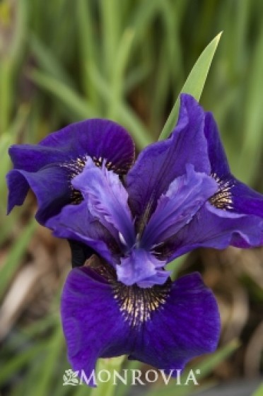 Iris Siberian 'Ruffled Velvet'