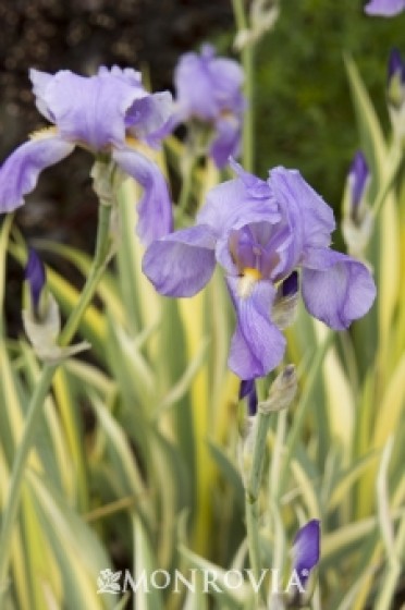 Iris Variegated Sweet