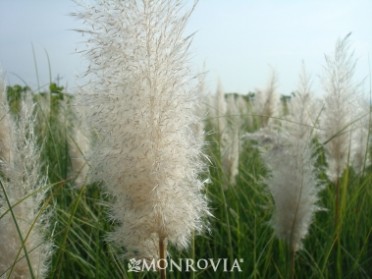 Ivory Feathers(R) Dwarf Pampas Grass