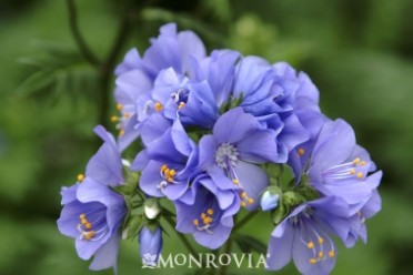 Jacob's Ladder Variegated 