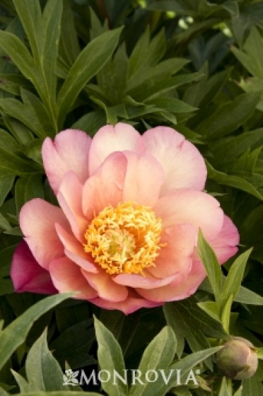 Julia Rose Itoh Peony