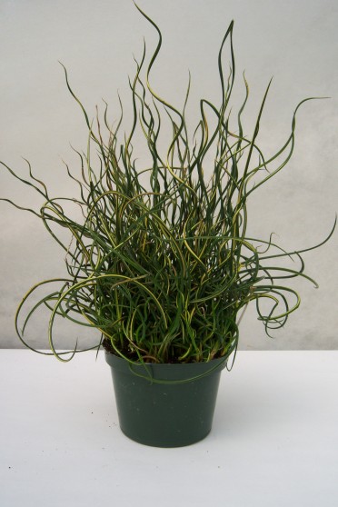 Juncus effusus 'Spiralis'