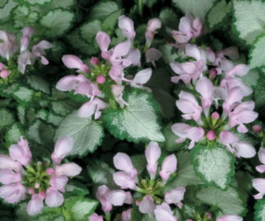 Lamium 'Pink Chablis'