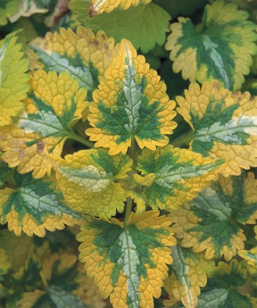 Lamium maculatum 'Golden Anniversary'