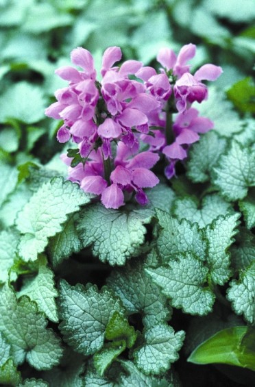 Lamium maculatum 'Orchid Frost'