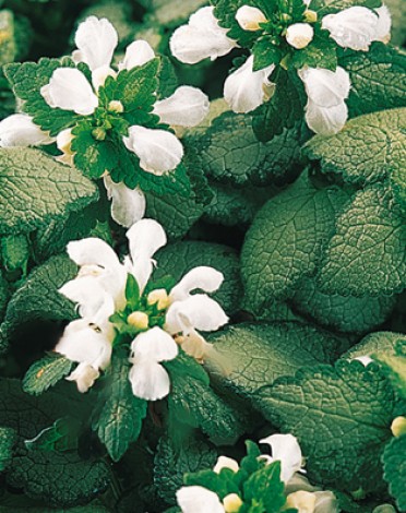 Lamium maculatum 'White Nancy'