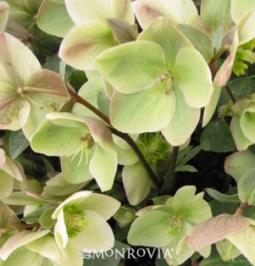 Lenten Rose 'Ivory Prince'