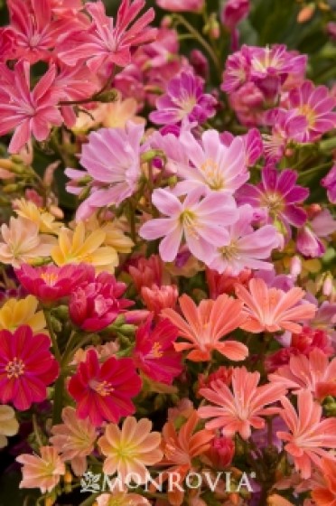 Lewisia 'Hybrid Mix'