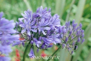 Lily Of The Nile 'Blue Storm'