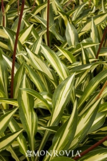 Lily Plantain 'Cherry Berry'