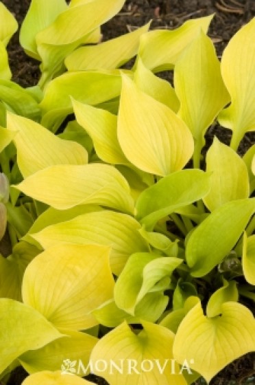 Lily Plantain 'Golden Prayers'  