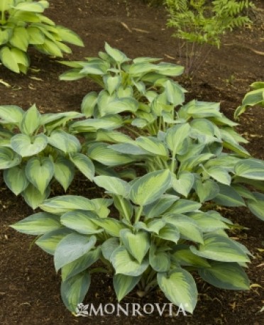 Lily Plantain 'June' 