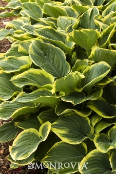 Lily Plantain Variegated