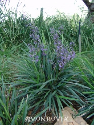 Little Becca(TM) Flax Lily