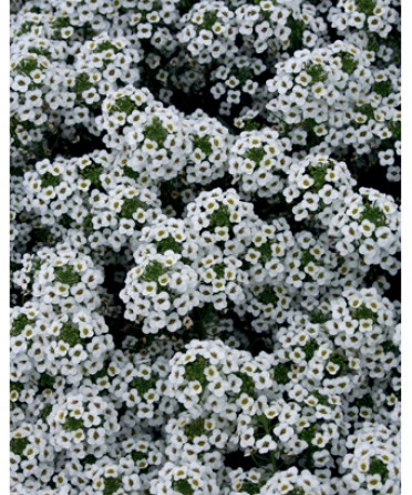 Lobularia 'Snow Princess'