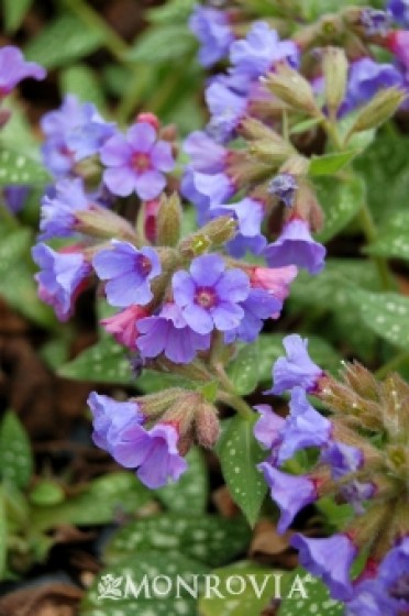 Lungwort 'Trevi Fountain'