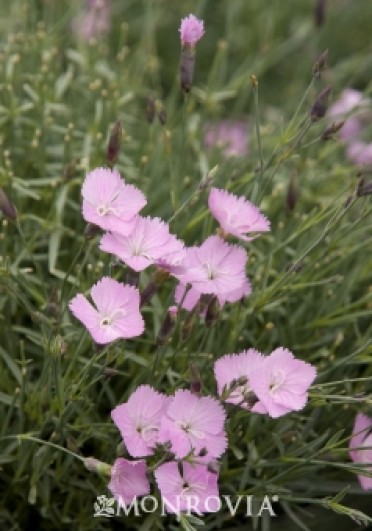 Maiden Pink 'Wink'