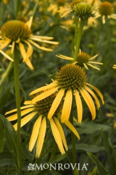 Mango Meadowbrite(TM) Coneflower