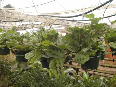 Maranta leuconeura 'Green Prayer Plant'