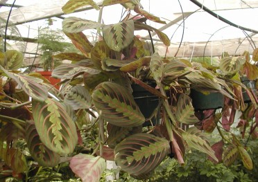 Maranta leuconeura 'Red Prayer Plant'