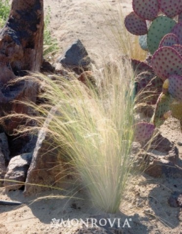 Mexican Feather Grass
