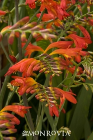 Montbretia 'Bright Eyes'