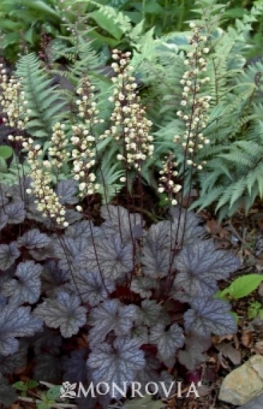 Moonlight Coral Bells