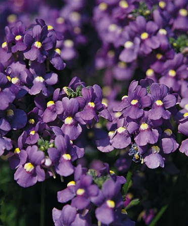 Nemesia Bluebird