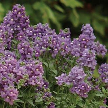 Nemesia 'Poetry Blue'