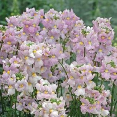 Nemesia 'Poetry Lavender Pink'