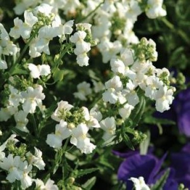 Nemesia 'Poetry White'