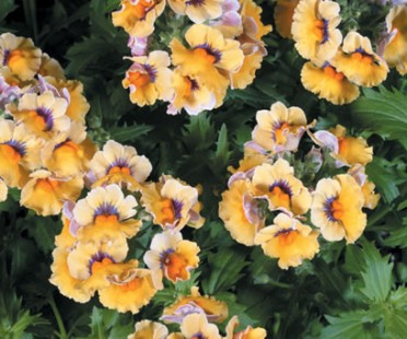 Nemesia 'Sunsatia Peach'