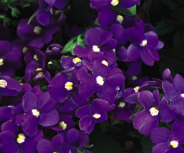 Nemesia c. 'Safari Plum'