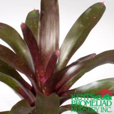 Neoregelia 'Dark purple w/ yellow spots Luca'