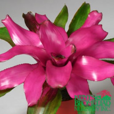 Neoregelia 'Purple-Pink Lila'