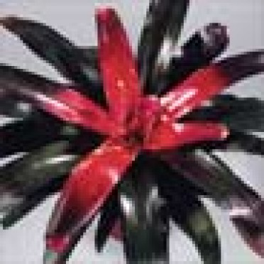 Neoregelia 'Red Mottled Vivacor'