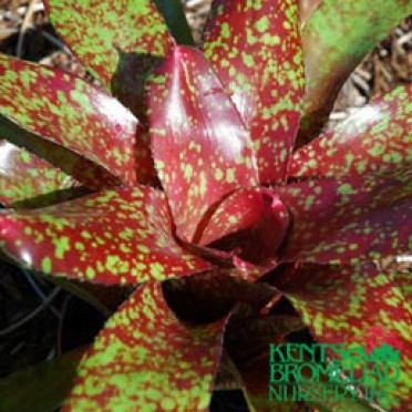 Neoregelia 'Red w/Green spots Gold Fever'