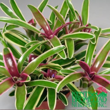 Neoregelia 'Red w/var. leaves Donger'