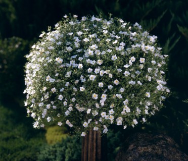 Nierembergia 'Summer Splash Compact White'