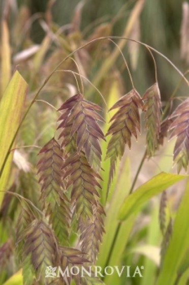 Northern Sea Oats