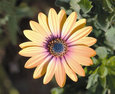 Osteospermum 'Sideshow Copper Apricot'