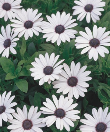 Osteospermum 'Soprano White'