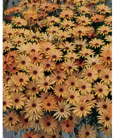 Osteospermum 'Sunbrella Taurus'