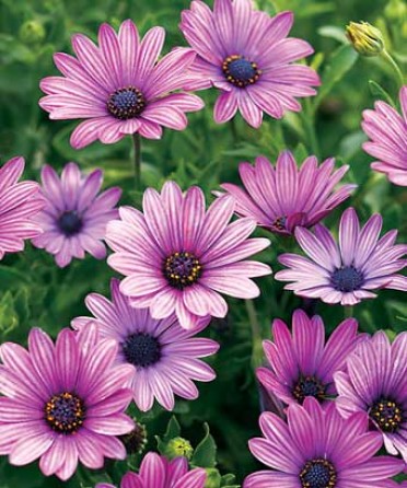 Osteospermum 'Sunny Elizabeth Lavender Dk Eye'