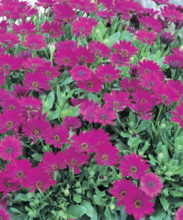 Osteospermum 'Sunny Mary Magenta'