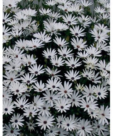 Osteospermum 'Symphony Vanilla'